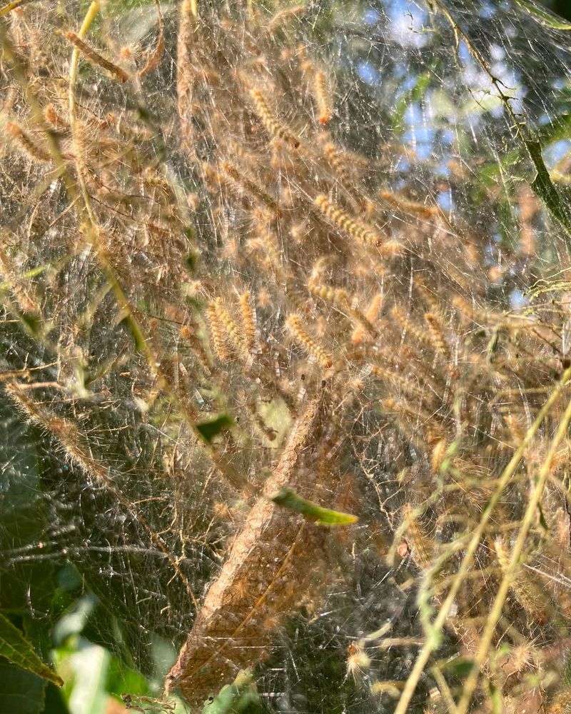 Fall Webworms Build Nests At Branch Tips, Not Crotches Fall Webworms Build Nests At Branch Tips, Not Crotches
