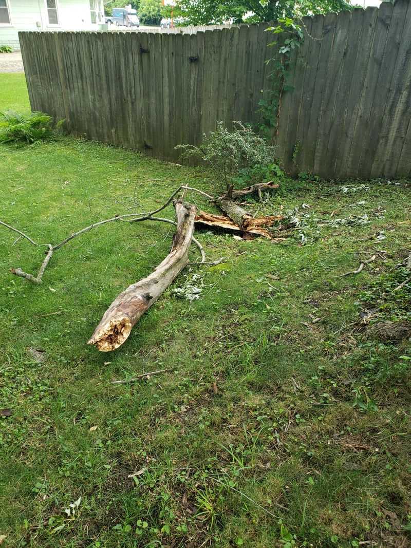 Fallen Branches Give Flames A Path Forward