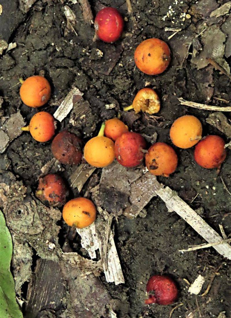 Fallen Figs Attract Unwanted Garden Visitors Fallen Figs Attract Unwanted Garden Visitors