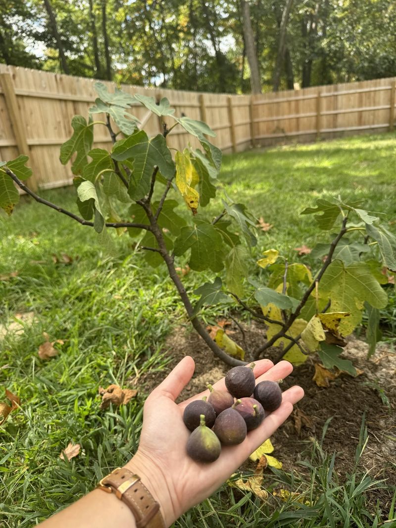 Fallen Figs Keep Rats Coming Back Fallen Figs Keep Rats Coming Back