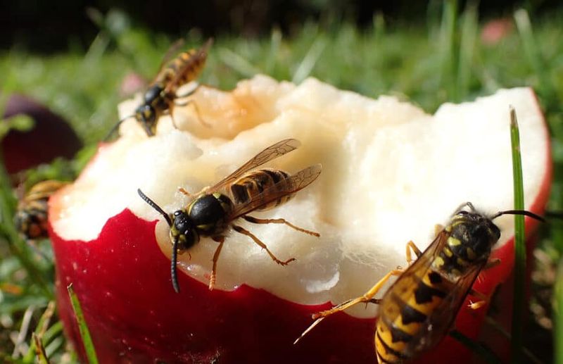 Fallen Fruit And Honeydew Can Add To Yard Activity
