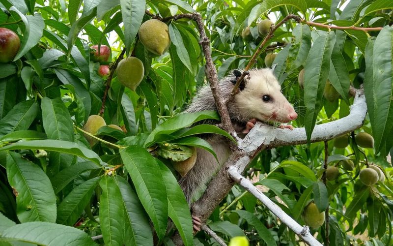 Fallen Fruit And Insects Make Yards Worth Exploring