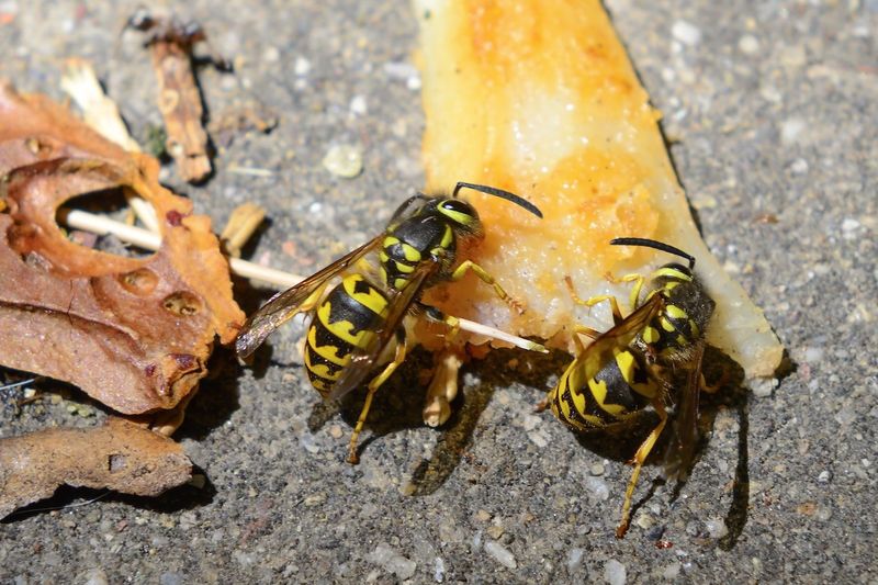 Fallen Fruit Brings Wasps Into The Yard Fallen Fruit Brings Wasps Into The Yard