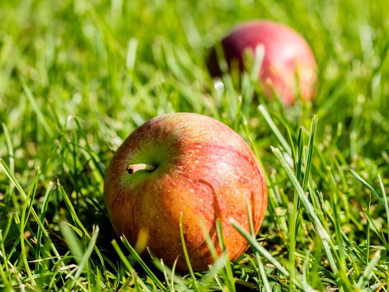 Fallen Fruit Can Be A Different Question Fallen Fruit Can Be A Different Question