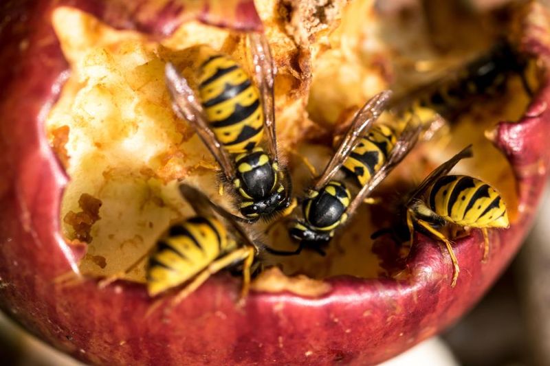 Fallen Fruit Can Create A Late-Summer Wasp Buffet