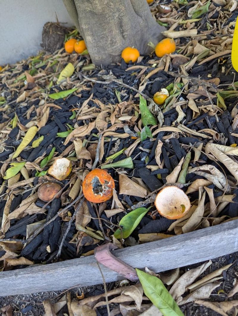 Fallen Fruit Keeps The Buffet Going