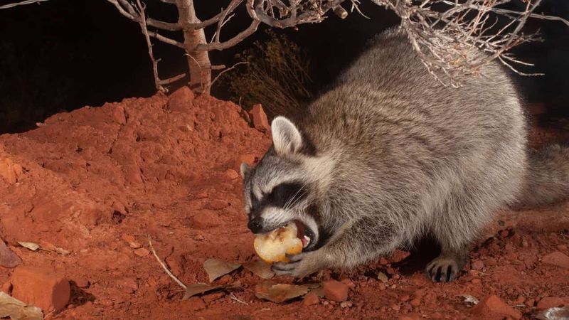 Fallen Fruit Keeps The Feast Going