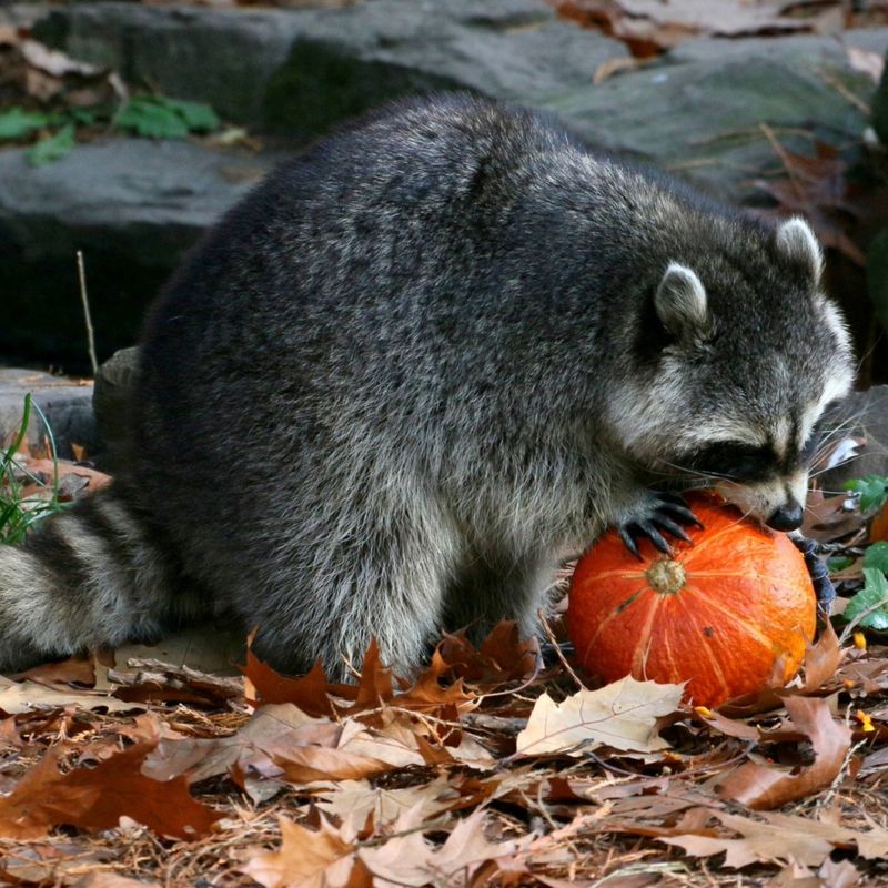 Fallen Fruit Keeps The Yard Worth Visiting Fallen Fruit Keeps The Yard Worth Visiting