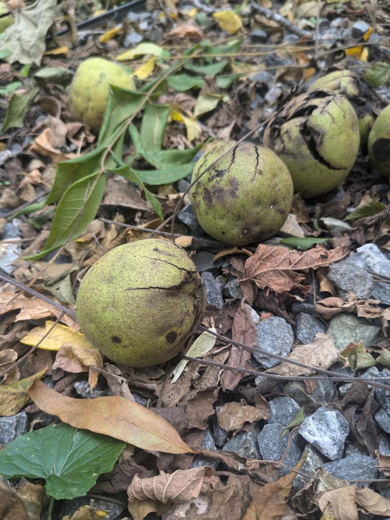 Fallen Fruit Leaves Extra Food On The Ground Fallen Fruit Leaves Extra Food On The Ground