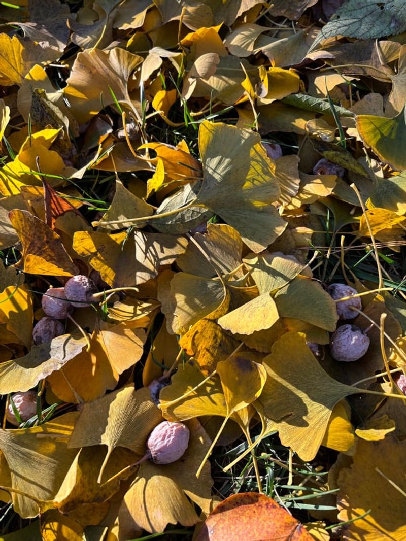 Fallen Fruit Should Not Sit Under Trees
