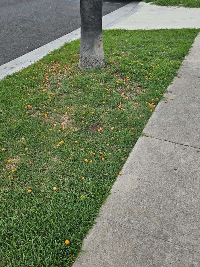 Fallen Fruit Turning The Ground Into A Nighttime Buffet Fallen Fruit Turning The Ground Into A Nighttime Buffet