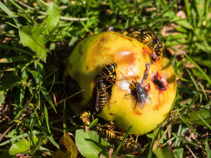 Fallen Fruit Turns Yards Into Feeding Zones Fallen Fruit Turns Yards Into Feeding Zones
