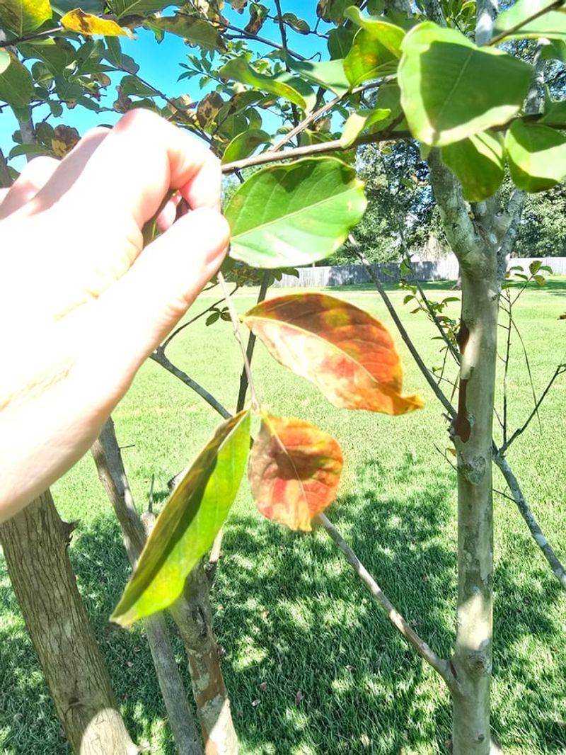 Fallen Leaves Can Carry Future Problems