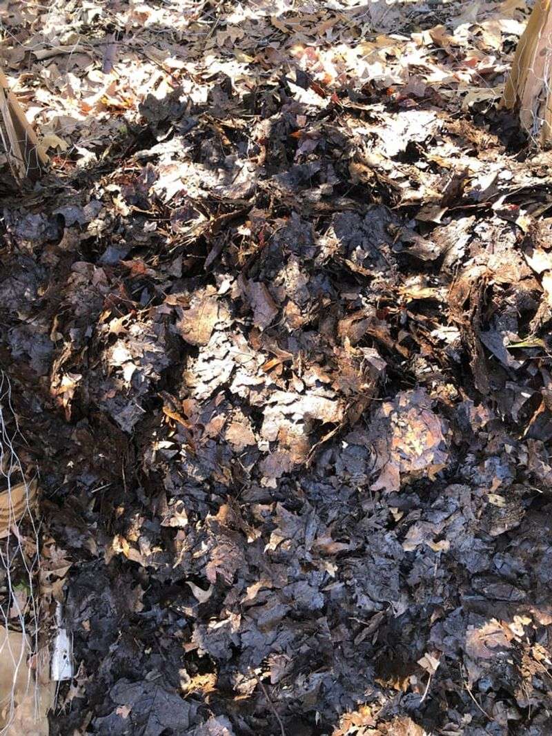 Fallen Leaves Can Carry Leafminers Through Winter Fallen Leaves Can Carry Leafminers Through Winter