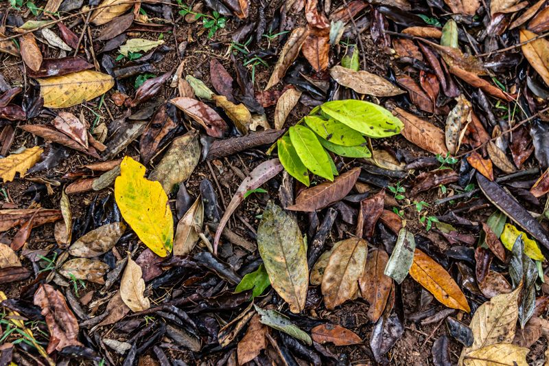 Fallen Or Infested Leaves Nearby Fallen Or Infested Leaves Nearby