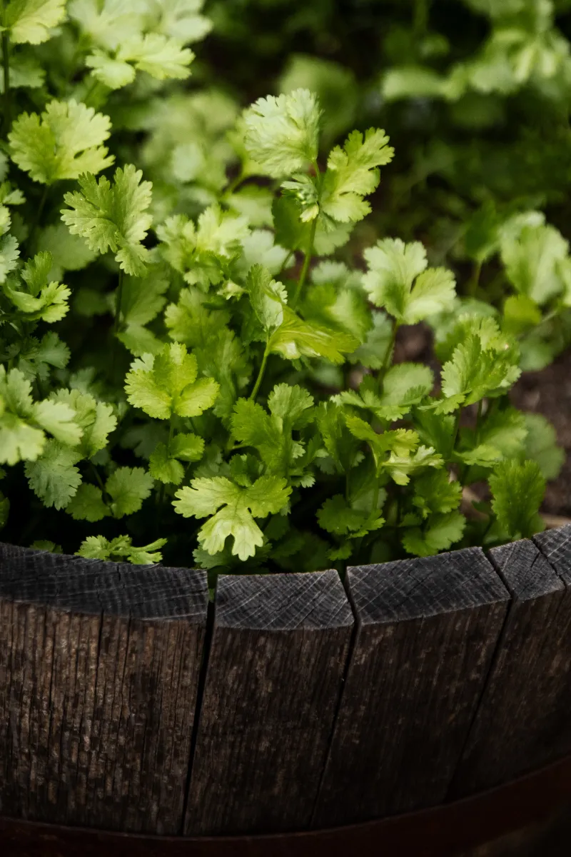 Fallen Seed Can Bring Cilantro Back In Cooler Weather Fallen Seed Can Bring Cilantro Back In Cooler Weather