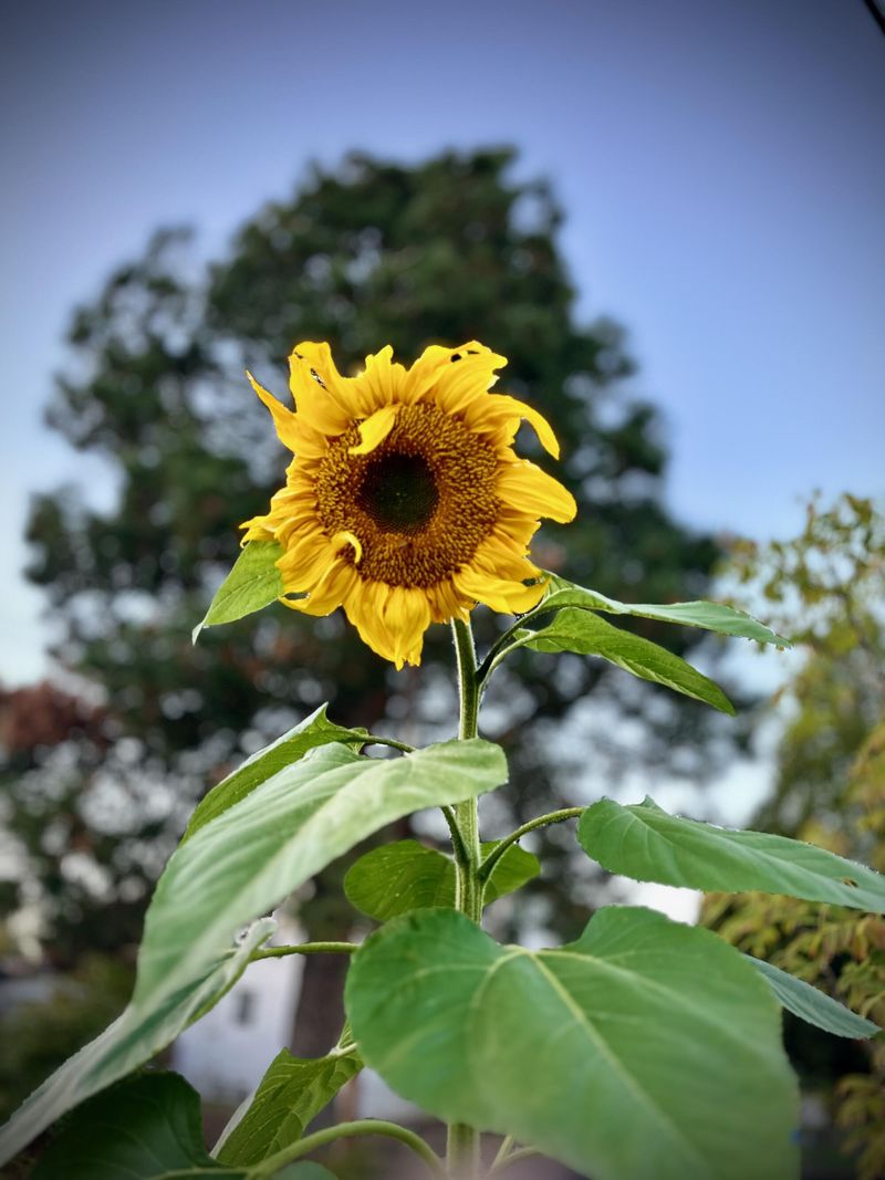 Fallen Seeds Can Produce Volunteer Sunflowers Next Spring