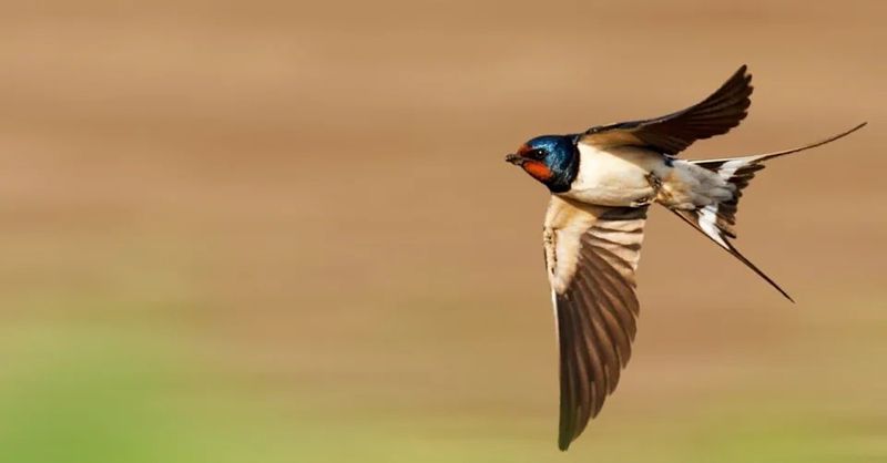 Falling Barometric Pressure May Be One Weather Cue Birds Detect Falling Barometric Pressure May Be One Weather Cue Birds Detect