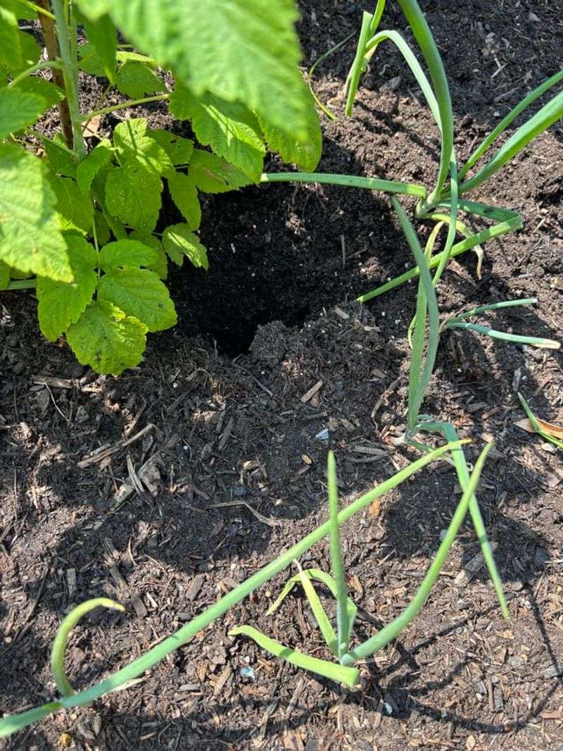 Fall's Arrival Triggers A Digging Surge