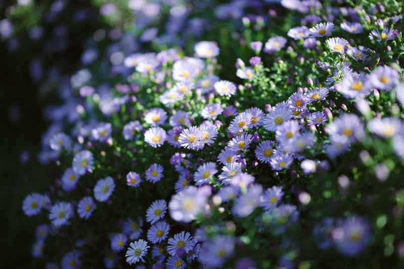 False Aster