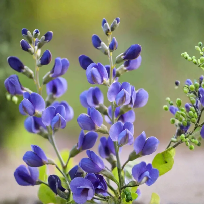 False Blue Indigo