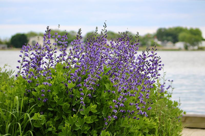 False Indigo Is Better Left In Place After Its Roots Settle In