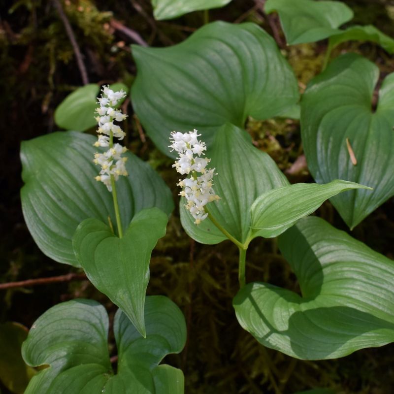False Lily-Of-The-Valley Works In Moisture-Retentive Shade False Lily-Of-The-Valley Works In Moisture-Retentive Shade