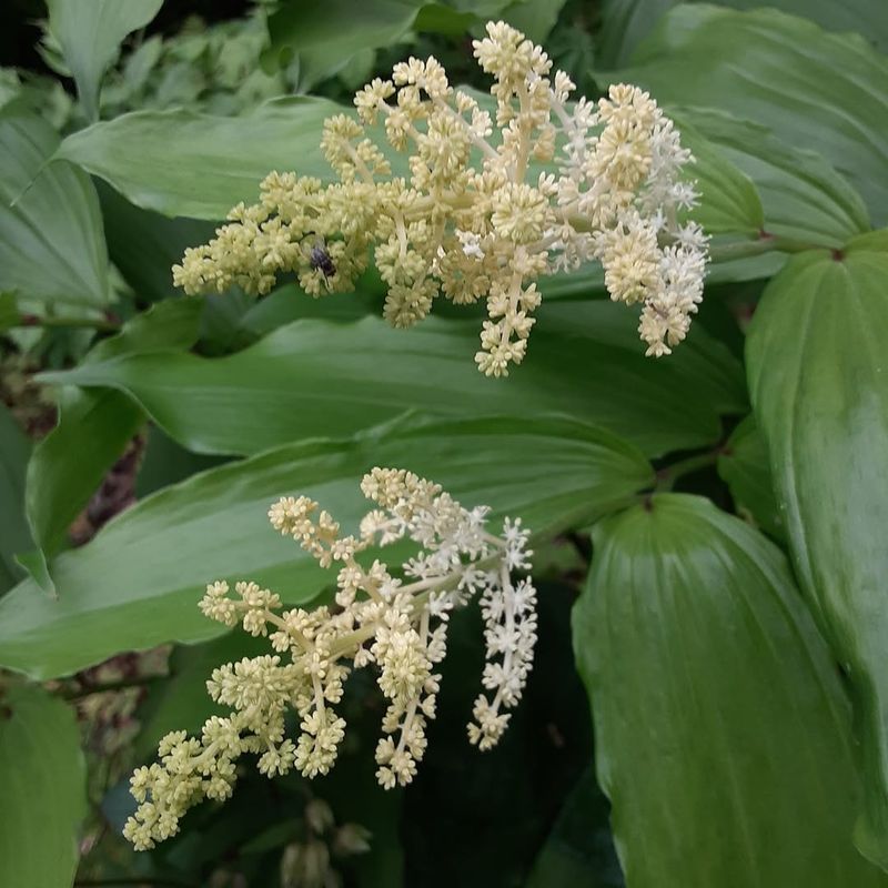False Solomon's Seal Filling Shade With Lush Layers False Solomon's Seal Filling Shade With Lush Layers