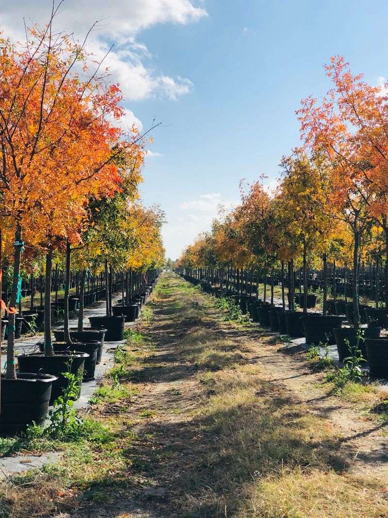 Fannin Tree Farm - Frisco Fannin Tree Farm - Frisco
