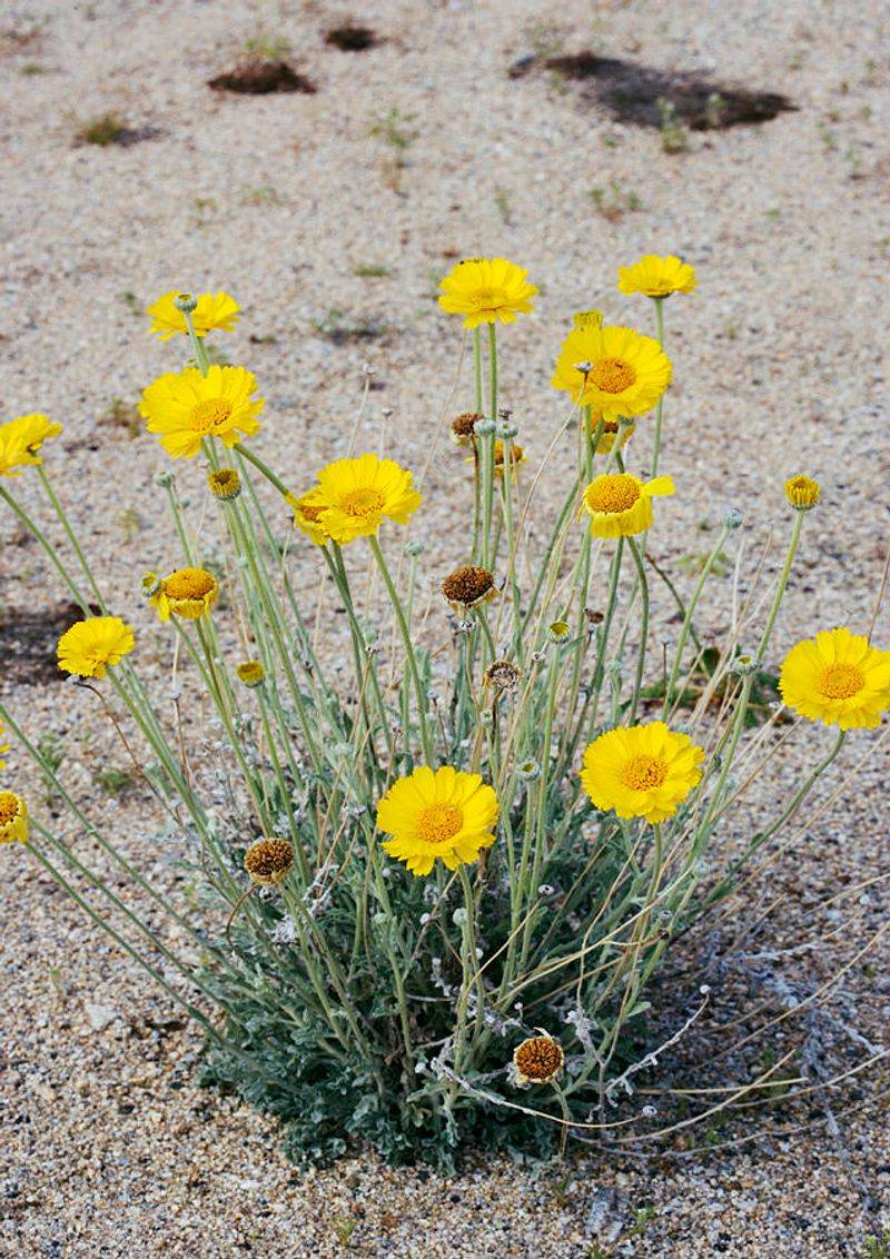 Fast-Draining Ground Keeps The Roots In Better Shape