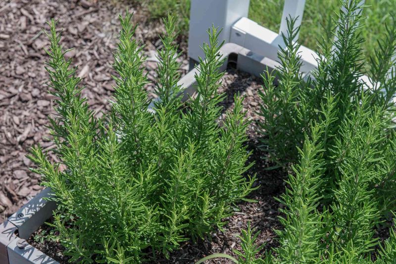 Fast Draining Soil Becomes Crucial During Monsoon Storms