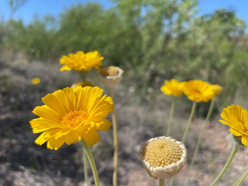 Fast-Draining Soil Helps Plants Stay Healthy Fast-Draining Soil Helps Plants Stay Healthy