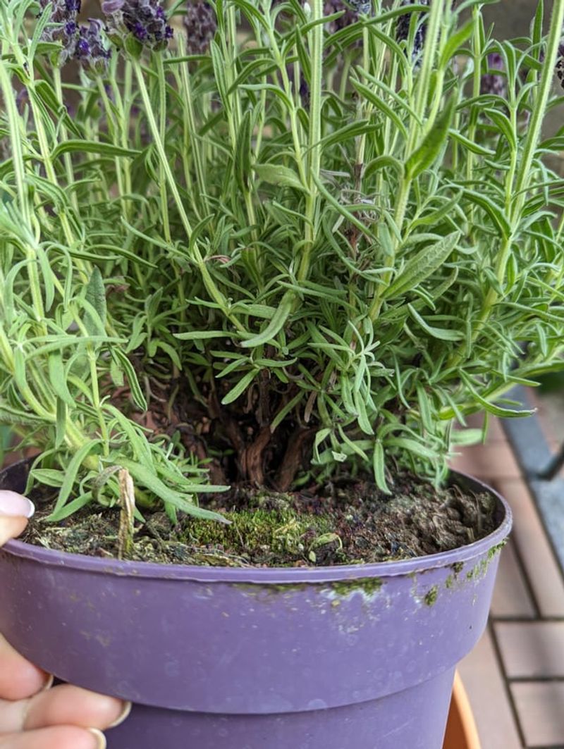Fast-Draining Soil Keeping Roots Happy Fast-Draining Soil Keeping Roots Happy