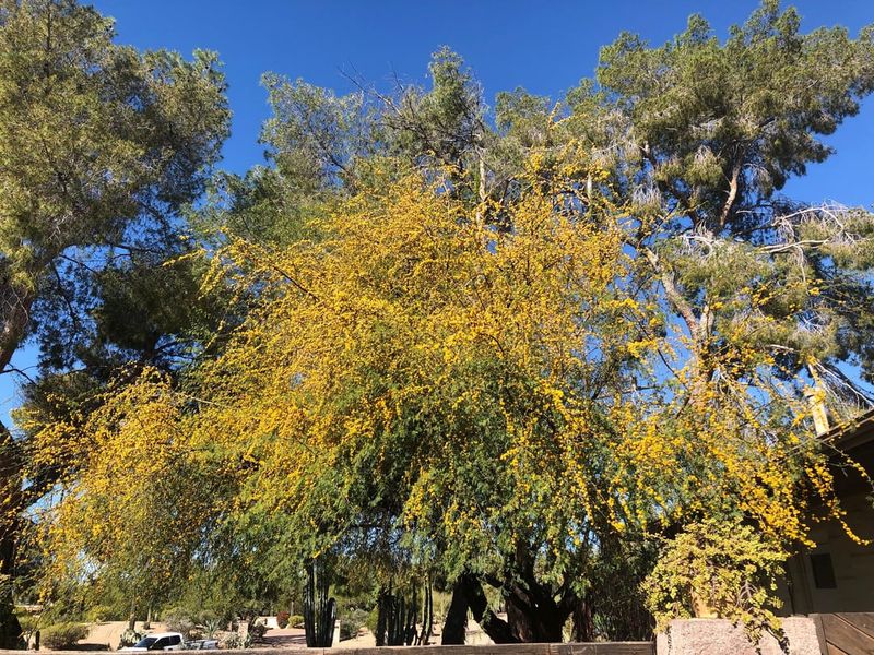 Fast-Draining Soil Supports Healthy Growth