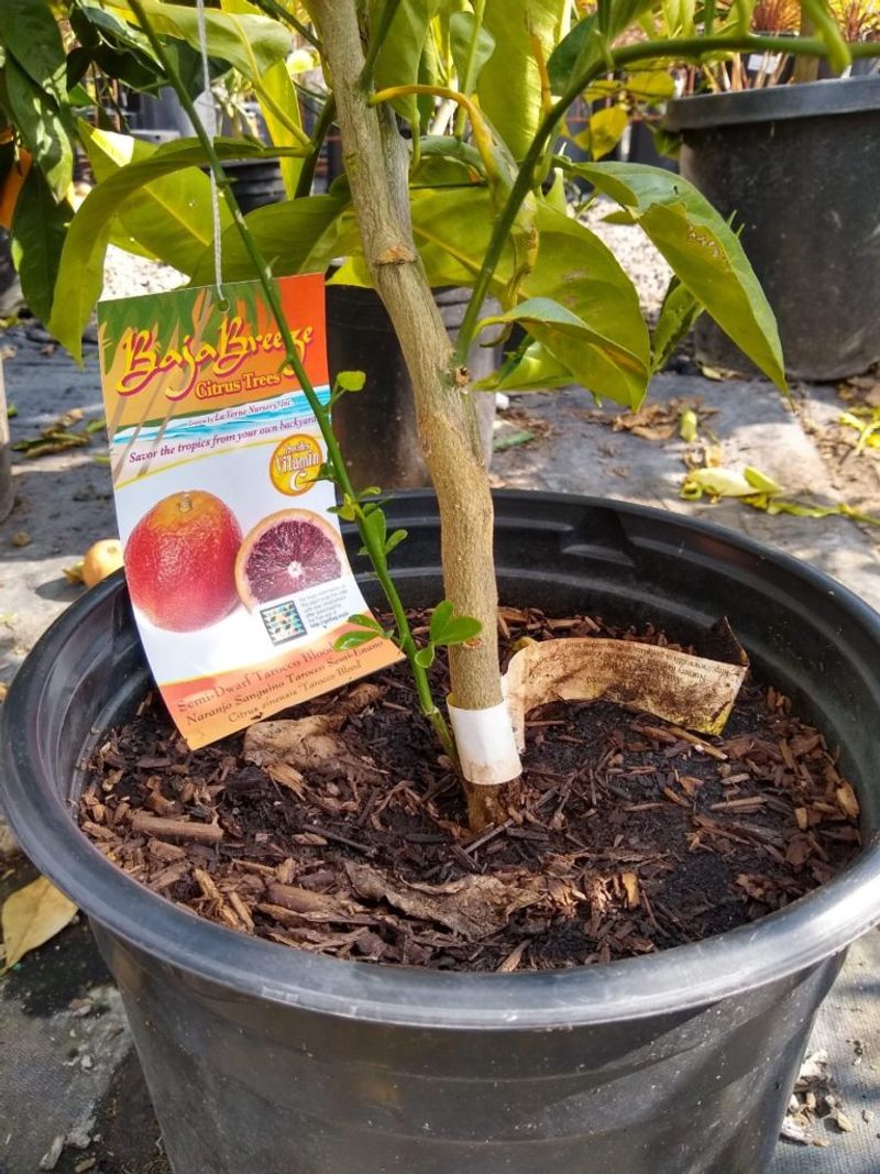Fast-Growing Suckers Can Take Over Quickly Fast-Growing Suckers Can Take Over Quickly
