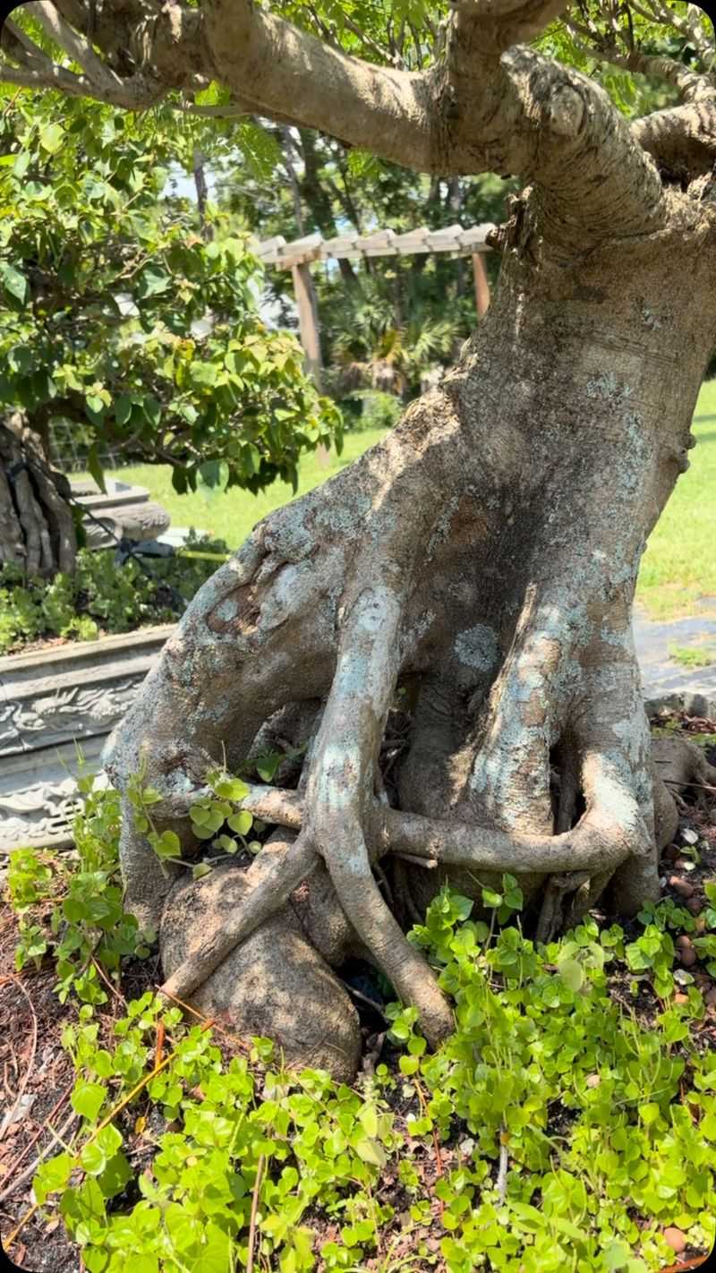 Fast Growth Can Bring Root Conflicts Sooner