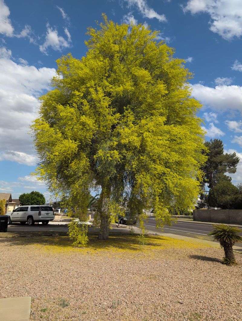 Fast Growth Delivers Shade Sooner Than Other Desert Trees