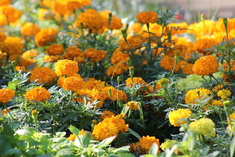 Fast Growth Fills Gaps In Beds Fast Growth Fills Gaps In Beds