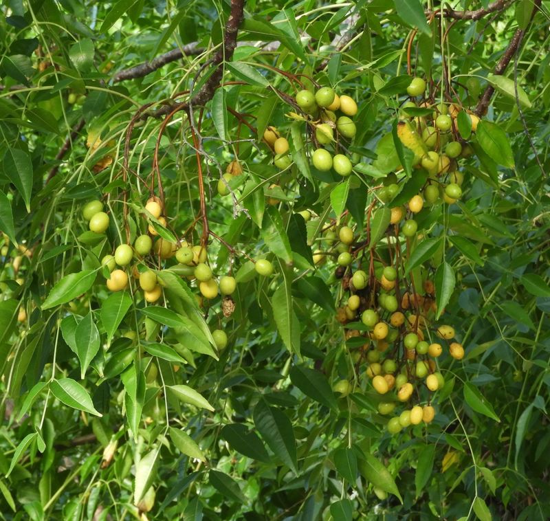 Fast Growth Lets This Unwanted Tree Establish Quickly Fast Growth Lets This Unwanted Tree Establish Quickly