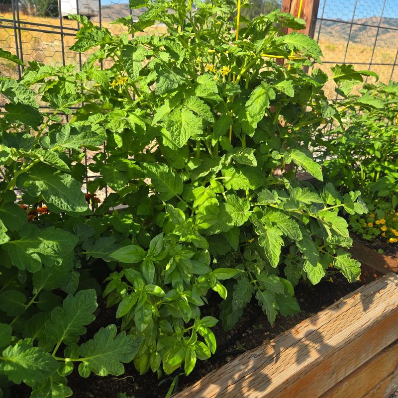 Fast Growth Reduces Weed Competition Fast Growth Reduces Weed Competition