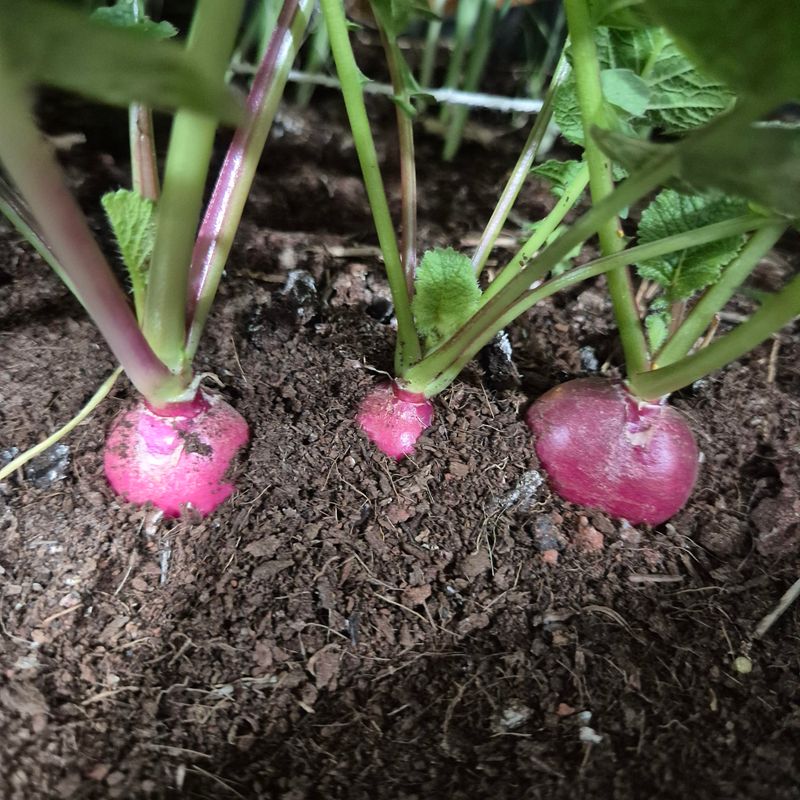 Fast Maturing Varieties Fit Missouri's Short Window Fast Maturing Varieties Fit Missouri's Short Window