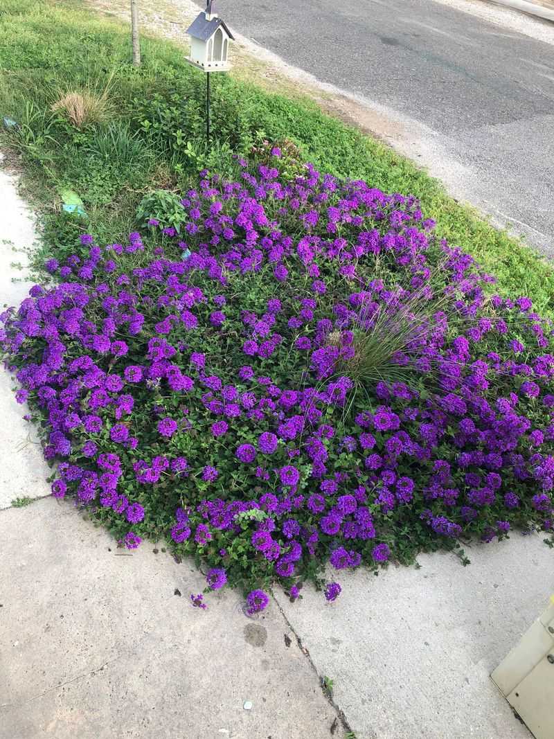 Fast-Spreading Groundcovers Can Escape Their Bed Fast-Spreading Groundcovers Can Escape Their Bed