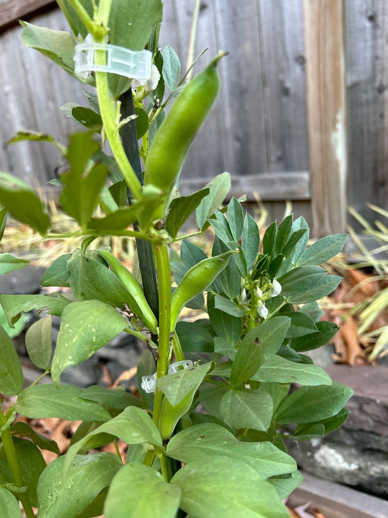 Fava Beans Building Roots Before The Deep Chill