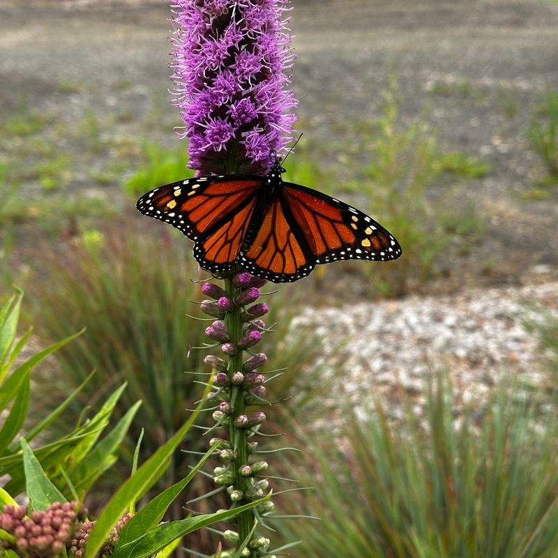 Feed Butterflies Through The Heat