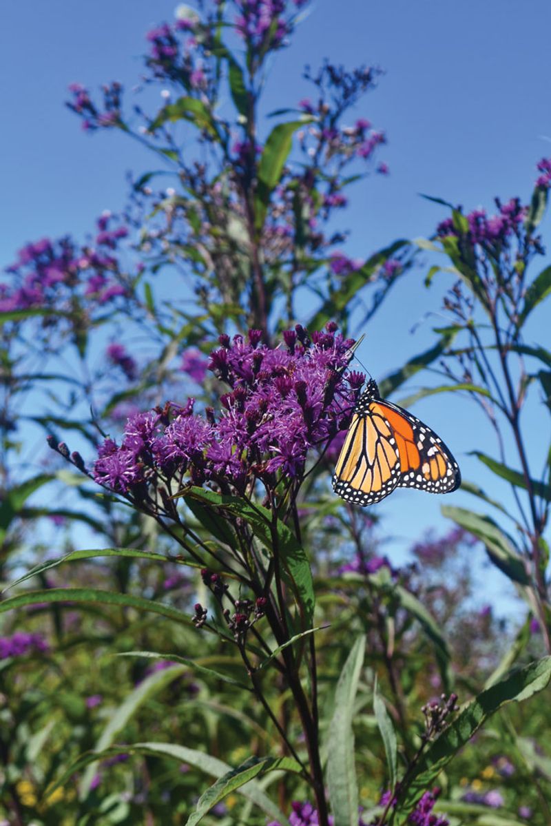 Feed Butterflies With Late-Season Nectar Feed Butterflies With Late-Season Nectar