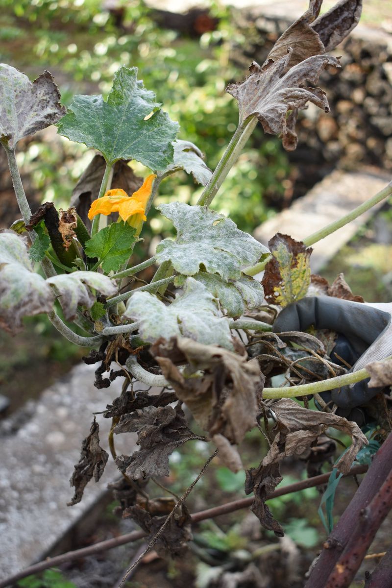Feed Lightly If Leaves Start Looking Tired