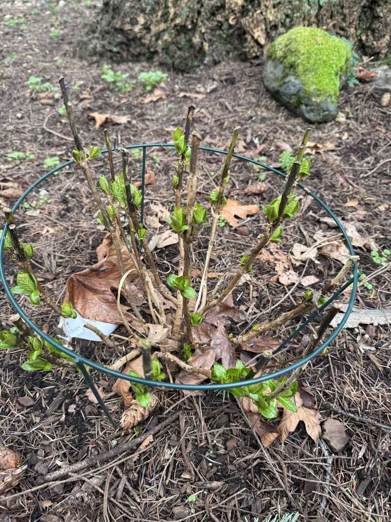 Feed Lightly Instead Of Chasing Blooms With More Fertilizer