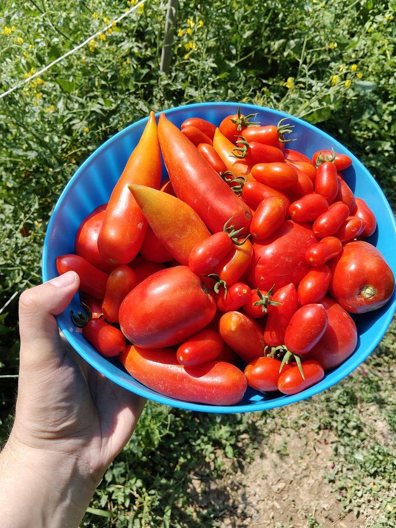 Feed Lightly Once Fruit Starts Setting