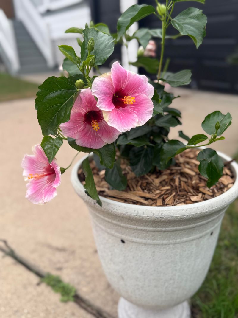 Feed Lightly Without Forcing Tender New Shoots