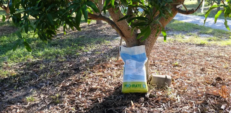 Feed Mango Trees Without Fueling Soft Growth Feed Mango Trees Without Fueling Soft Growth